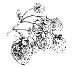 Иллюстрация к книге — Лучшие рецепты блюд для сжигания жира и разгрузочных дней [_1.jpg]