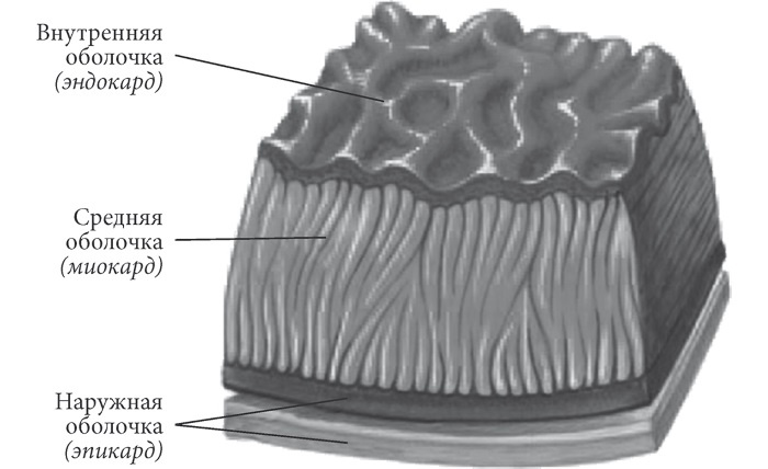 Иллюстрация к книге — Лучшие методы лечения и профилактики инфаркта миокарда [i_002.jpg]