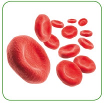 Иллюстрация к книге — Энциклопедия диагностики и лечения от А до Я [i_016.jpg]