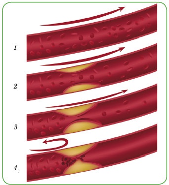 Иллюстрация к книге — Энциклопедия диагностики и лечения от А до Я [i_030.jpg]