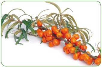 Иллюстрация к книге — Энциклопедия диагностики и лечения от А до Я [i_045.jpg]