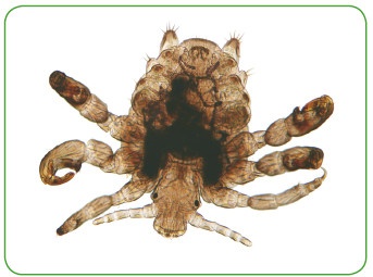 Иллюстрация к книге — Энциклопедия диагностики и лечения от А до Я [i_058.jpg]