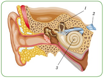 Иллюстрация к книге — Энциклопедия диагностики и лечения от А до Я [i_088.jpg]