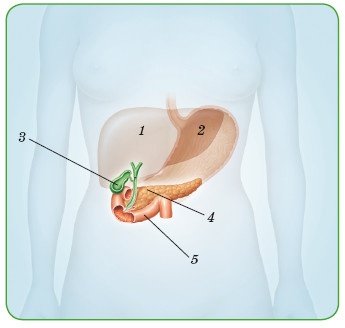 Иллюстрация к книге — Энциклопедия диагностики и лечения от А до Я [i_159.jpg]