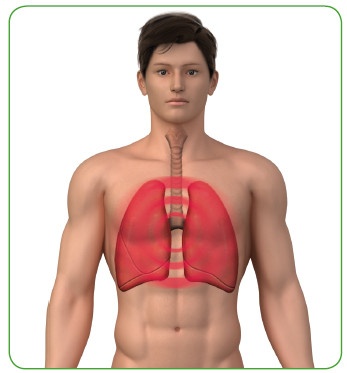 Иллюстрация к книге — Энциклопедия диагностики и лечения от А до Я [i_167.jpg]