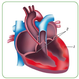 Иллюстрация к книге — Энциклопедия диагностики и лечения от А до Я [i_175.jpg]