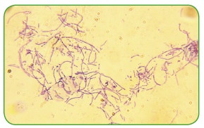 Иллюстрация к книге — Энциклопедия диагностики и лечения от А до Я [i_189.jpg]