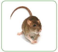 Иллюстрация к книге — Энциклопедия диагностики и лечения от А до Я [i_213.jpg]