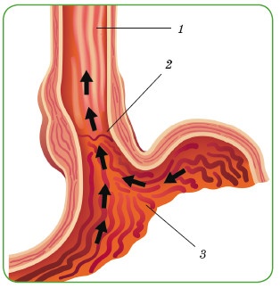 Иллюстрация к книге — Энциклопедия диагностики и лечения от А до Я [i_214.jpg]
