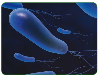 Иллюстрация к книге — Энциклопедия диагностики и лечения от А до Я [i_217.jpg]