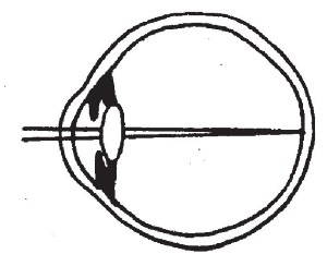 Иллюстрация к книге — Болезни от А до Я. Традиционное и нетрадиционное лечение [i_020.jpg]