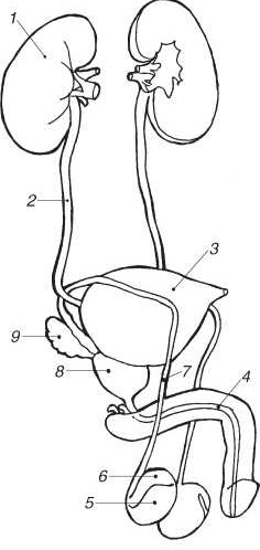 Иллюстрация к книге — Секреты мужского здоровья. Слабые места сильного пола [i_001.jpg]