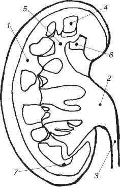 Иллюстрация к книге — Секреты мужского здоровья. Слабые места сильного пола [i_002.jpg]