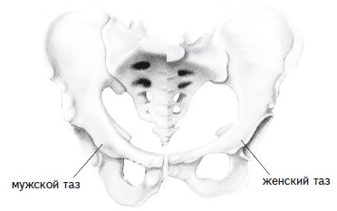 Иллюстрация к книге — Как избавиться от боли в спине [i_015.jpg]