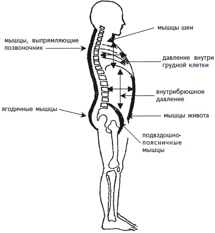 Иллюстрация к книге — Как избавиться от боли в спине [i_035.jpg]