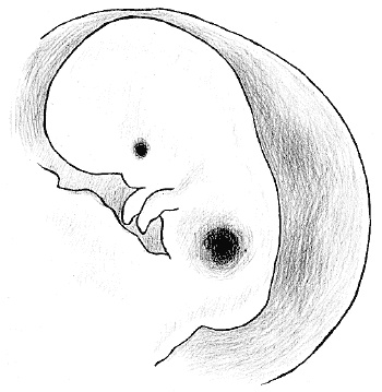 Иллюстрация к книге — Счастливое материнство. Как родить здорового и умного ребенка [autogen_ebook_id11.jpg]