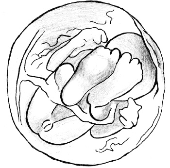 Иллюстрация к книге — Счастливое материнство. Как родить здорового и умного ребенка [autogen_ebook_id19.jpg]