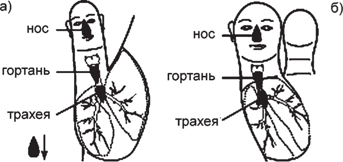 Иллюстрация к книге — Суджок - исцеляющий самомассаж. Основные приемы [autogen_ebook_id33.jpg]