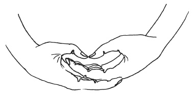 Иллюстрация к книге — Мудры. Мантры. Медитации. Основные практики [i_045.jpg]