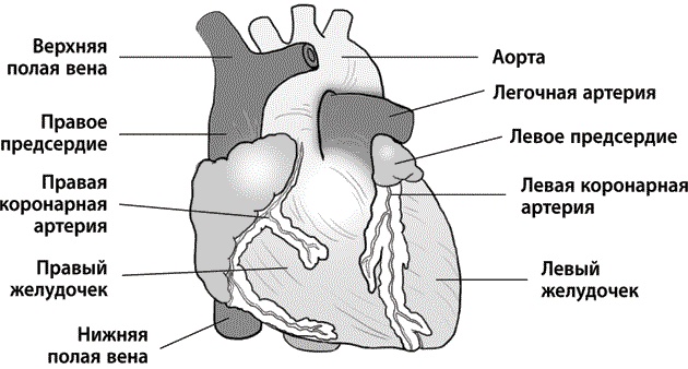 Иллюстрация к книге — Хрупкие жизни. Истории кардиохирурга о профессии, где нет места сомнениям и страху [i_002.jpg]