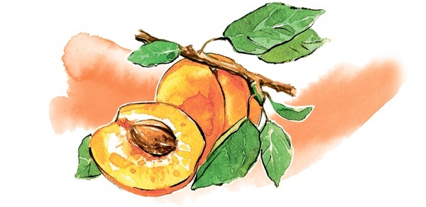 Иллюстрация к книге — Наука красоты. Из чего на самом деле состоит косметика [i_004.jpg]