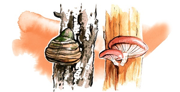 Иллюстрация к книге — Наука красоты. Из чего на самом деле состоит косметика [i_020.jpg]