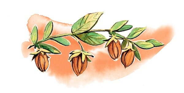 Иллюстрация к книге — Наука красоты. Из чего на самом деле состоит косметика [i_023.jpg]