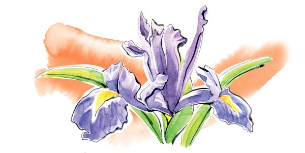 Иллюстрация к книге — Наука красоты. Из чего на самом деле состоит косметика [i_025.jpg]