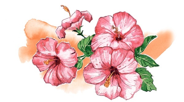 Иллюстрация к книге — Наука красоты. Из чего на самом деле состоит косметика [i_035.jpg]