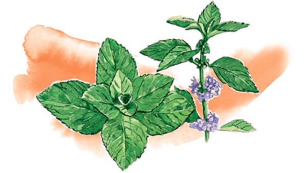 Иллюстрация к книге — Наука красоты. Из чего на самом деле состоит косметика [i_039.jpg]