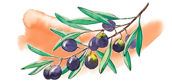 Иллюстрация к книге — Наука красоты. Из чего на самом деле состоит косметика [i_041.jpg]