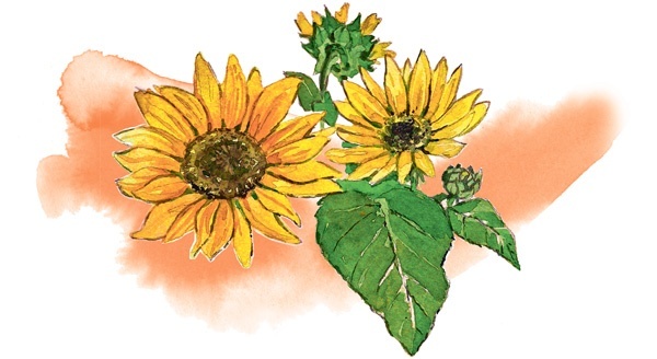 Иллюстрация к книге — Наука красоты. Из чего на самом деле состоит косметика [i_045.jpg]