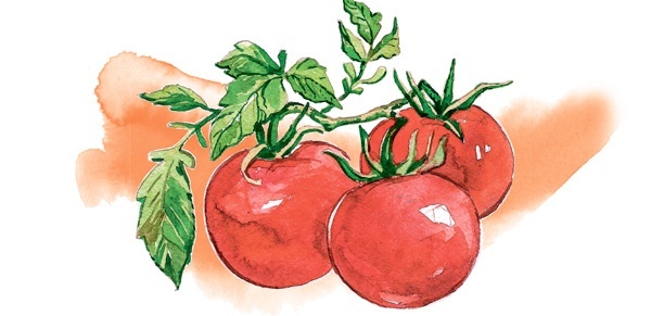 Иллюстрация к книге — Наука красоты. Из чего на самом деле состоит косметика [i_046.jpg]