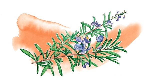 Иллюстрация к книге — Наука красоты. Из чего на самом деле состоит косметика [i_052.jpg]