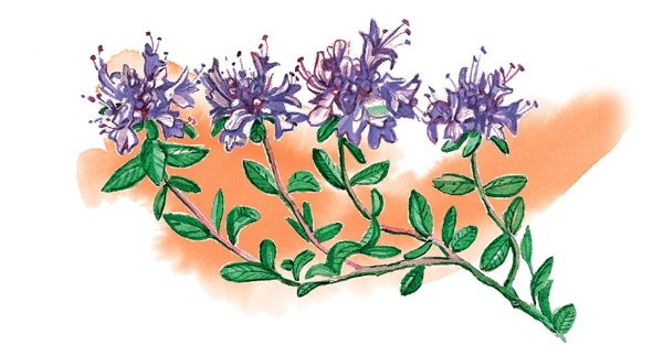 Иллюстрация к книге — Наука красоты. Из чего на самом деле состоит косметика [i_058.jpg]