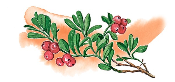 Иллюстрация к книге — Наука красоты. Из чего на самом деле состоит косметика [i_059.jpg]