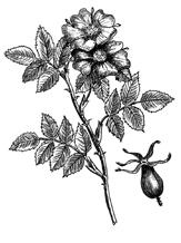 Иллюстрация к книге — Лечебные чаи, сборы, настои [img_0.jpg]