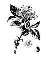 Иллюстрация к книге — Лечебные чаи, сборы, настои [img_10.jpg]