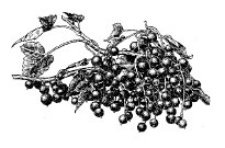 Иллюстрация к книге — Лечебные чаи, сборы, настои [img_2.jpg]