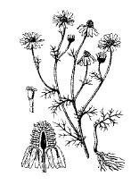 Иллюстрация к книге — Лечебные чаи, сборы, настои [img_3.jpg]