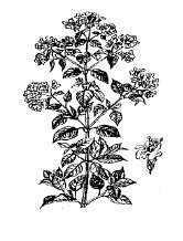 Иллюстрация к книге — Лечебные чаи, сборы, настои [img_4.jpg]