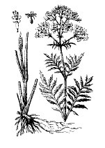 Иллюстрация к книге — Лечебные чаи, сборы, настои [img_5.jpg]