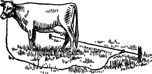 Иллюстрация к книге — Лечение козьим молоком [i_008.jpg]
