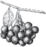 Иллюстрация к книге — Куркума-целитель. Большая книга лучших рецептов [i_005.jpg]