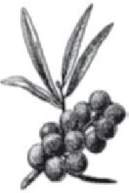 Иллюстрация к книге — Куркума-целитель. Большая книга лучших рецептов [i_008.jpg]