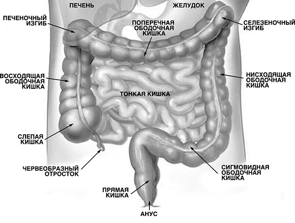 Иллюстрация к книге — Кишечник и здоровье. Энциклопедия здоровья пищеварительной системы [_027.jpg]