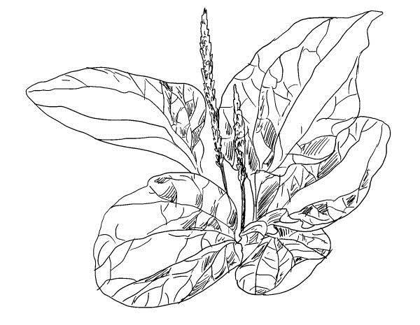 Иллюстрация к книге — Криптографические приключения. Таинственные шифры и математические задачи [i_029.jpg]