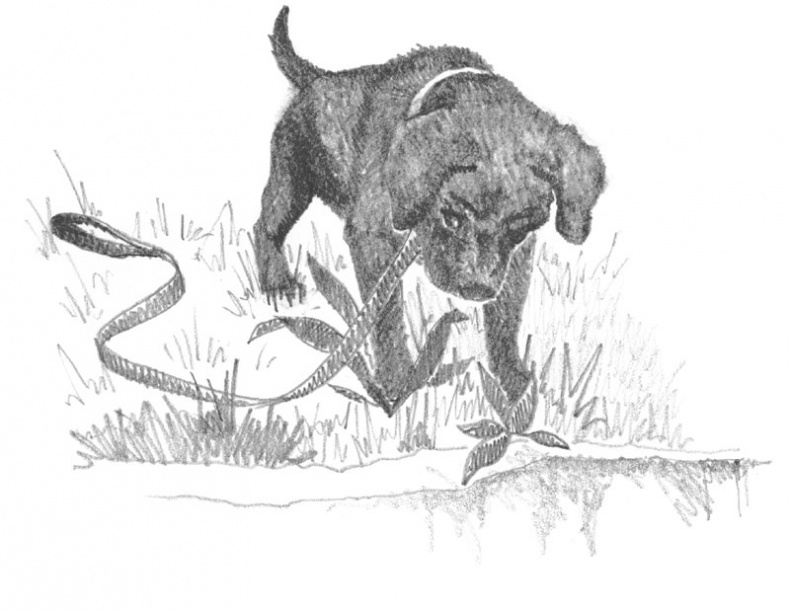 Иллюстрация к книге — Щенок Кнопочка, или Умная малышка [block_00114429.jpg_0.jpg]