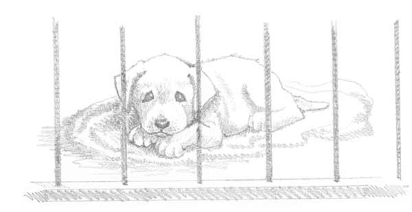 Иллюстрация к книге — Щенок Сэм, или Украденное счастье [block_001144117.jpg]