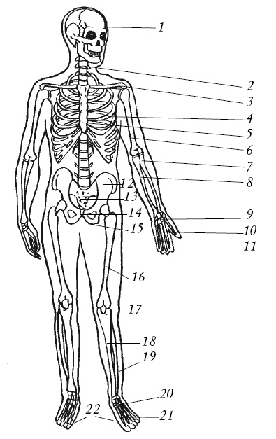 Иллюстрация к книге — Лечение спины и суставов. Новейшие рекомендации. Методы лечения. Советы специалистов [i_004.jpg]